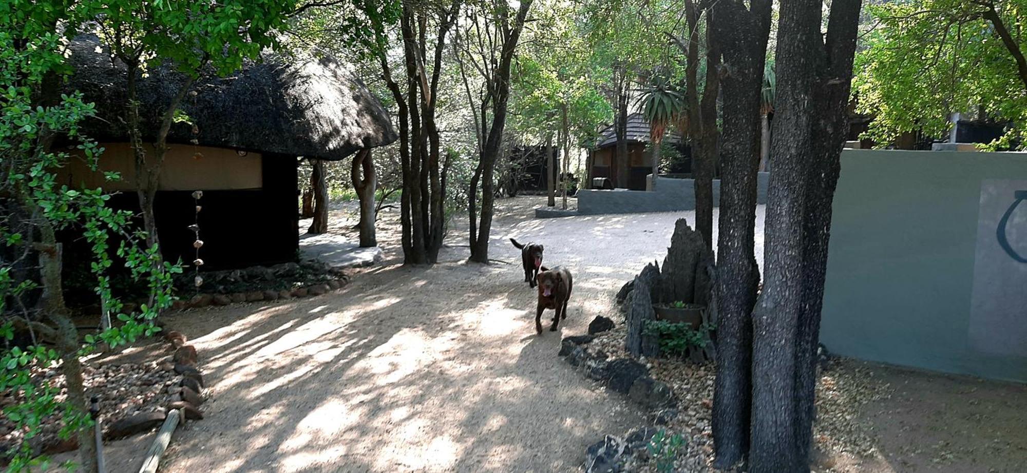 Off Beat Safaris Bush Lodge Hoedspruit Exterior foto